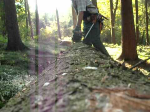 Holzeinschlag Stammholz01 Entastung und Sortimentseinteilung