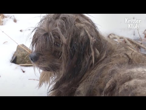 Un perro Chewbacca que camina ha estado soportando una despedida dolorosa (Parte 2) | Kritter Klub
