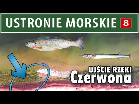 USTRONIE MORSKIE ➤ Ujście rzeki CZERWONA  (opis łowiska)