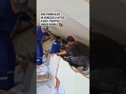Dog found alive in Venezuela after 8 days trapped under rubble