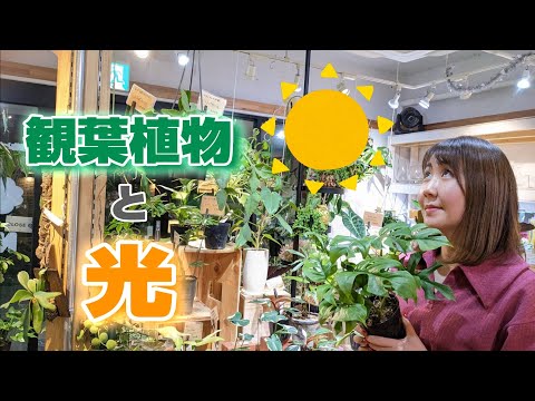 園芸 観葉植物と光