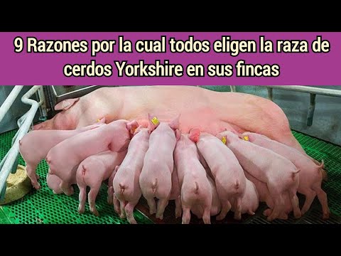 , title : 'Todos buscan está RAZA. 9 razones por la cual debes tener cerdos Yorkshire en tu granja porcina'