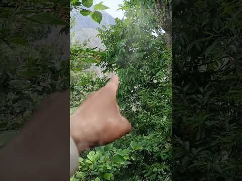 Himali vegma ma hune fruits