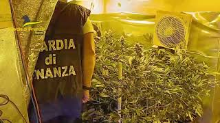 scoperto-laboratorio-clandestino-per-la-coltivazione-di-marijuana