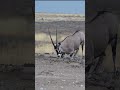Oryx Gemsbok Marks HIS TERRITORY Etosha National Park