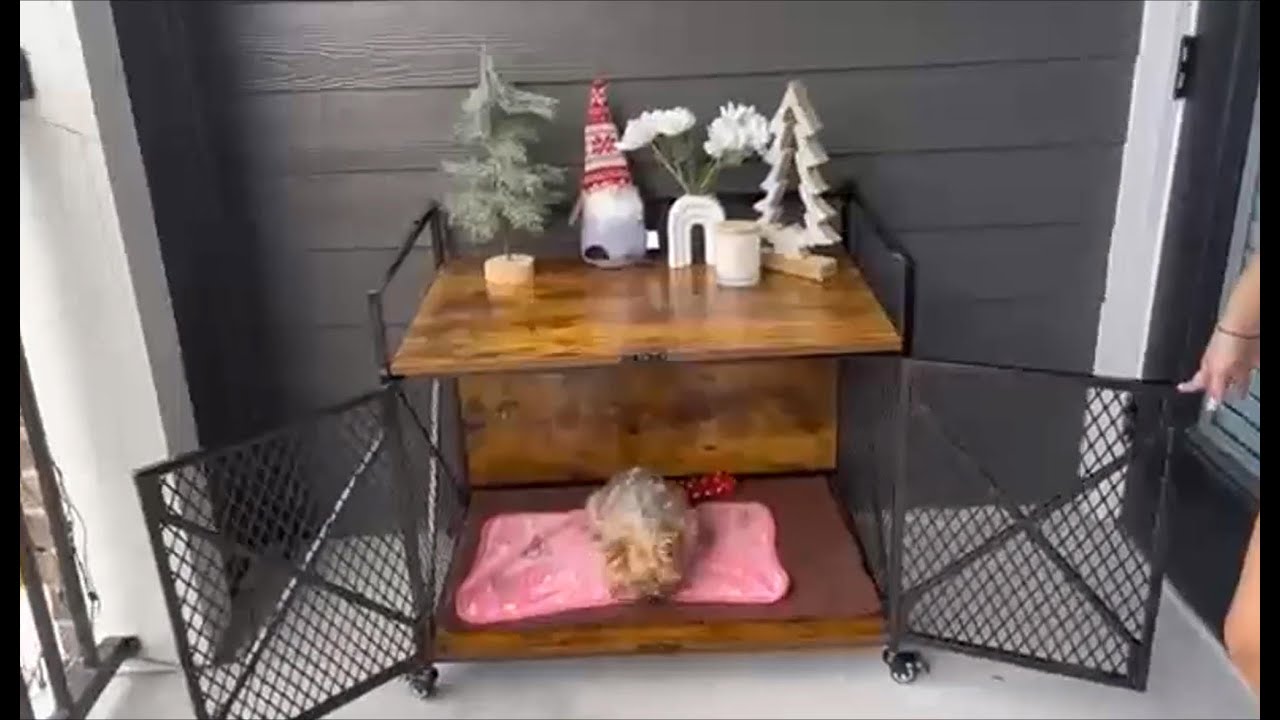 Dog Video 3