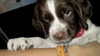 Suicide machines- sometimes I don't mind Kovu