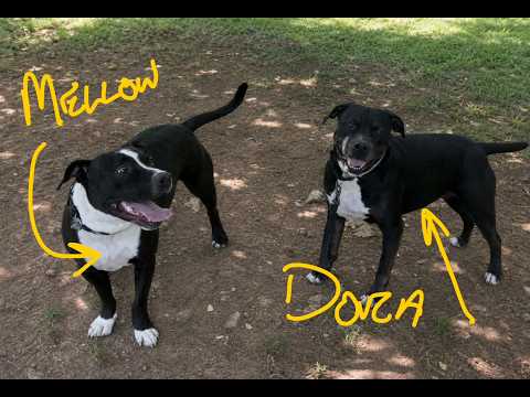 Dora video