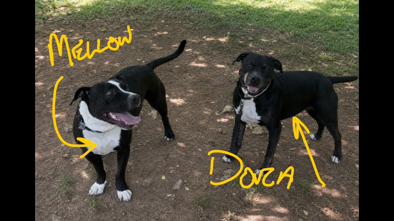 Mellow, an adoptable mixed breed in Phoenixville, PA video 6/6
