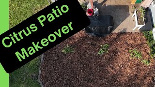 Weeds to Washingtons: Citrus Patio Makeover