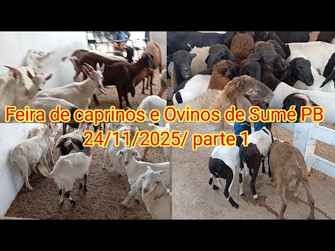 Feira de caprinos e Ovinos de Sumé PB 24/11/2025 parte 1