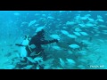 Lemon Shark Feeding Jupiter Florida