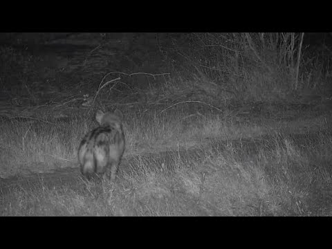 Djuma: Lone Hyena walking by coming away from the lodge area - 23:44 - 09/28/20