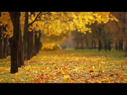 Nature Music for Relaxation and Meditation, Meditation Music Relax Mind, Yoga Music [Music]