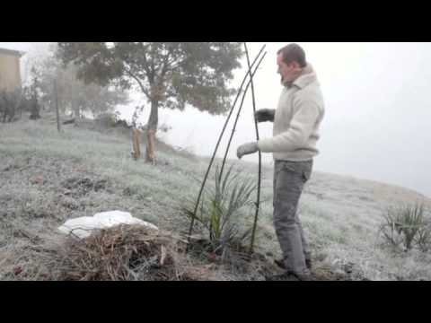 comment poser un voile d'hivernage sur un olivier