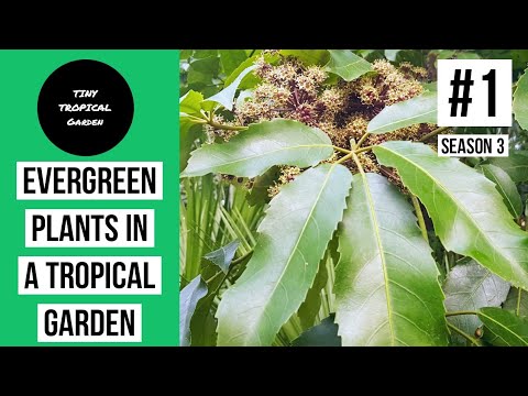 Evergreen plants in a Tropical garden - Tiny Tropical Garden #1 Season 3.