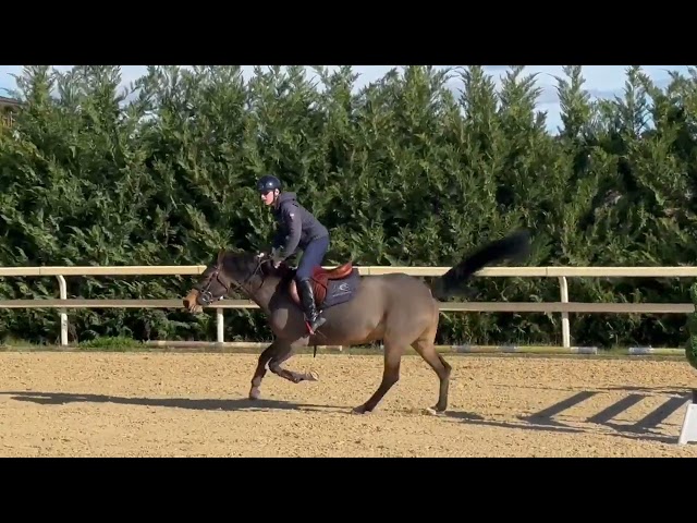 Top pony da salto 1.10m