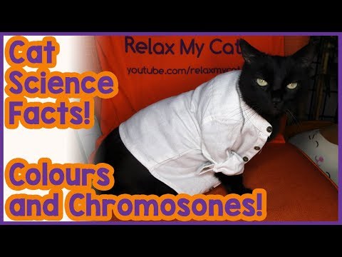 Why is my cat ginger? Cat science - Colours and chromosomes!