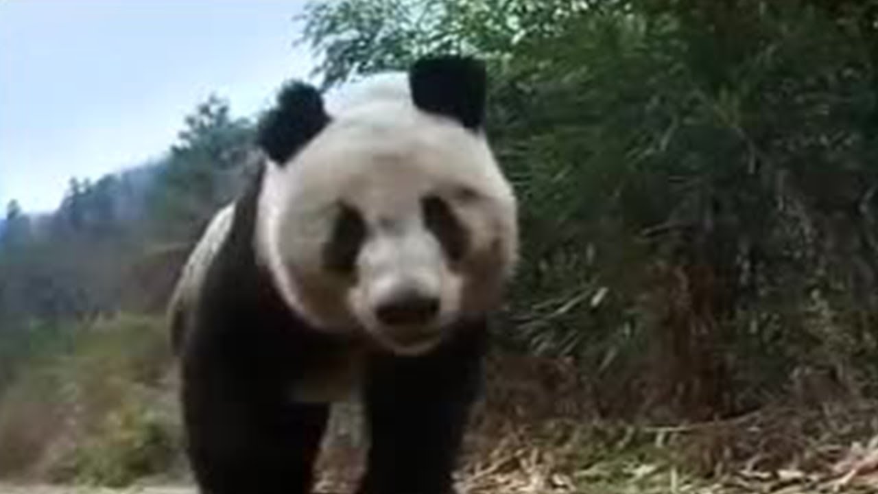 Giant Panda Bear Does Handstand! | BBC Studios - YouTube