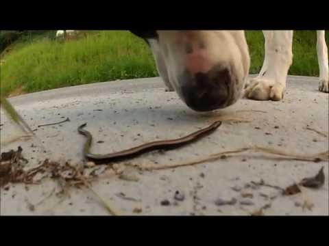 BeLZe VS CuLeBRa aSeSiNa