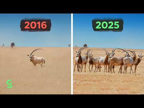 These 10 Species Were Saved From Extinction