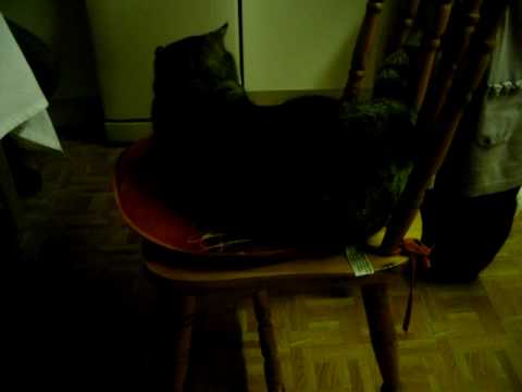 Charlie by Emma Singh