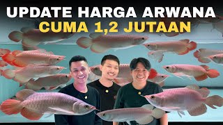 Download lagu UPDATE HARGA ARWANA JENIS AROWANA SUPER RED DAN PERAWATAN IKAN ARWANA PALING MURAH mp3 Download lagu UPDATE HARGA ARWANA JENIS AROWANA SUPER RED DAN PERAWATAN IKAN ARWANA PALING MURAH mp3