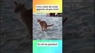 Uma caixa de areia gigante só pra mim! 🥹🐈❤️