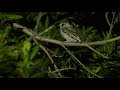 Collared Scops Owl Calling