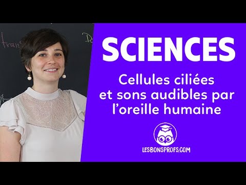 Cellules ciliées et sons audibles par l'oreille humaine