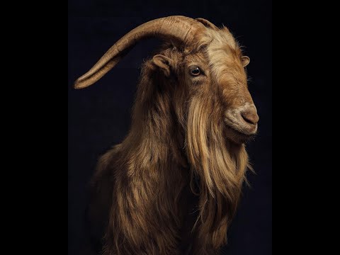 Dason Mbuzi ft. Airic & Ntanzi