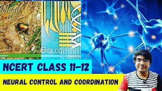 Neural Control and Coordination | Class 11 NCERT Biology 😀
