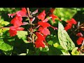 Natural Flower Status Flower Status Whatsapp Status Status Video Nature Beautiful Red Flowers
