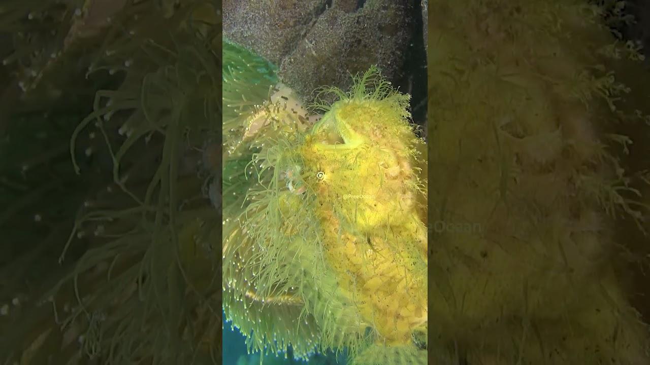 Hairy Frogfish Mouth Opening and Benthic Hunting Mechanics