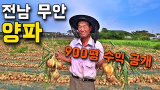 900평 양파 농가 수익 공개 & 양파 수확량을 증가시킨 비결 대공개 [무안 양파 농가]