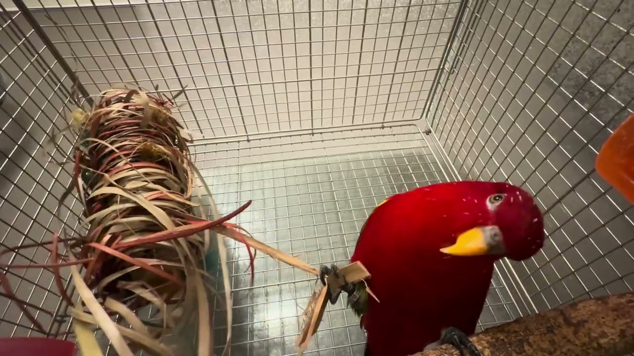 Welcome! This is Gumi-chan's private room🍅