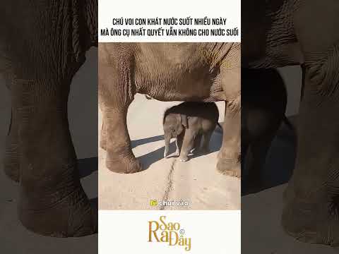 CHÚ VOI CON KHÁT NƯỚC SUỐT NHIỀU NGÀY MÀ ÔNG CỤ NHẤT QUYẾT VẪN KHÔNG CHO NƯỚC SUỐI