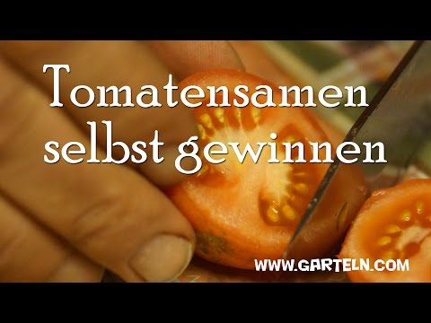 Tomatensamen selbst gewinnen