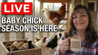 More Baby Chicks — Watch This Before You Buy! | Live From the Coop