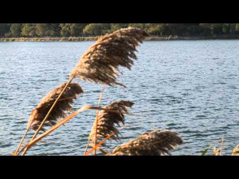 Schilf Kiefern I'm Wind - Misc Traditional