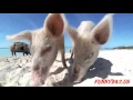 Amazing Cute Pigs Siwimming in Exuma Bahamas ...
