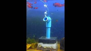 Download lagu sponge filter DIY / aquarium filter mp3