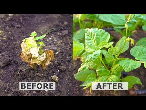 Hyper Boost Plant Growth with Hydrogen Peroxide