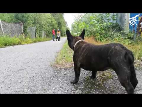 Mopokurssit täydessä vauhdissa