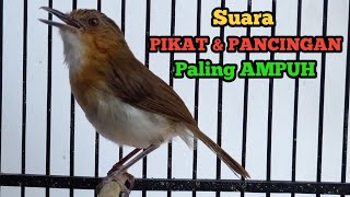 Download lagu Suara Pikat & Pancingan Paling Ampuh Pelanduk Bukit Jantan gacoorr dorr mp3