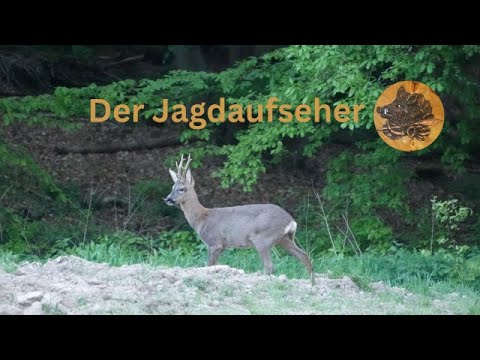 Bockjagd im Mai ein besonderer Ansitz   HD 1080p