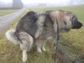 Big Dog Shit Caucasian Shepherd