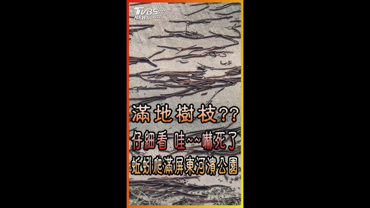 有片／地震前兆？屏東現「大量蚯蚓」狂竄　民眾細看嚇壞