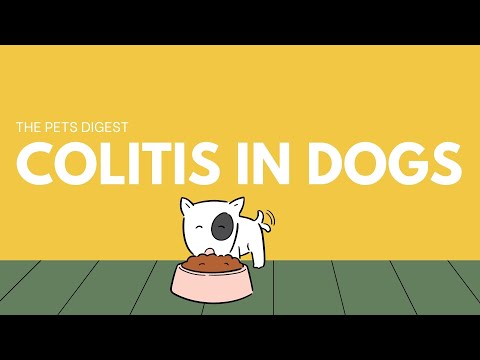 Colitis in Dogs: What is colitis in dogs | How to treat colitis in dogs | How to diagnose colitis