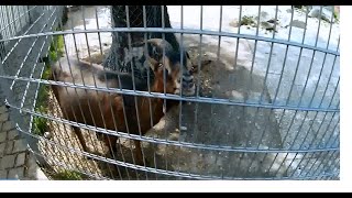 【ミュンヘン】ティアハイム　夏祭り　後編 hikaruko.ch.3